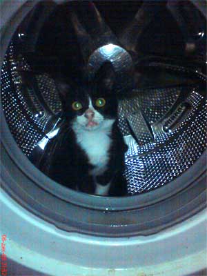 котенок в стиральной машине