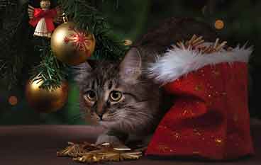 Кошка и новогодняя елка