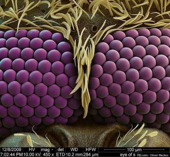 Глаз комарапод микроскопом