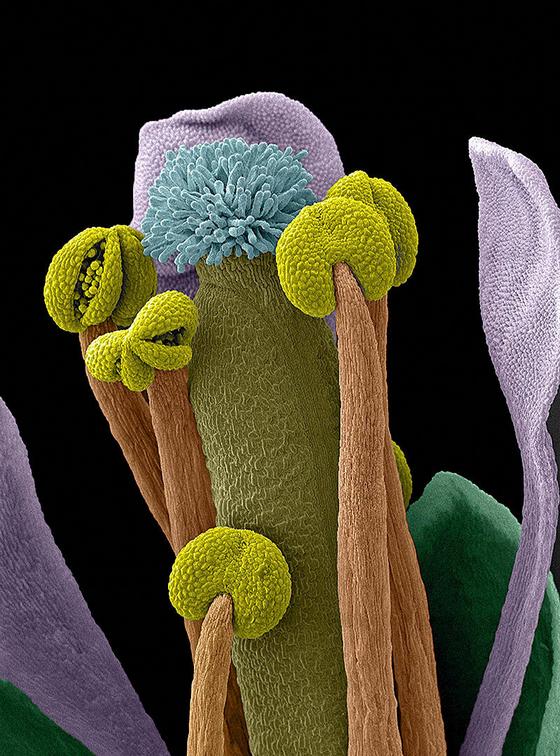 Цветок резуховитки Таля под микроскопом