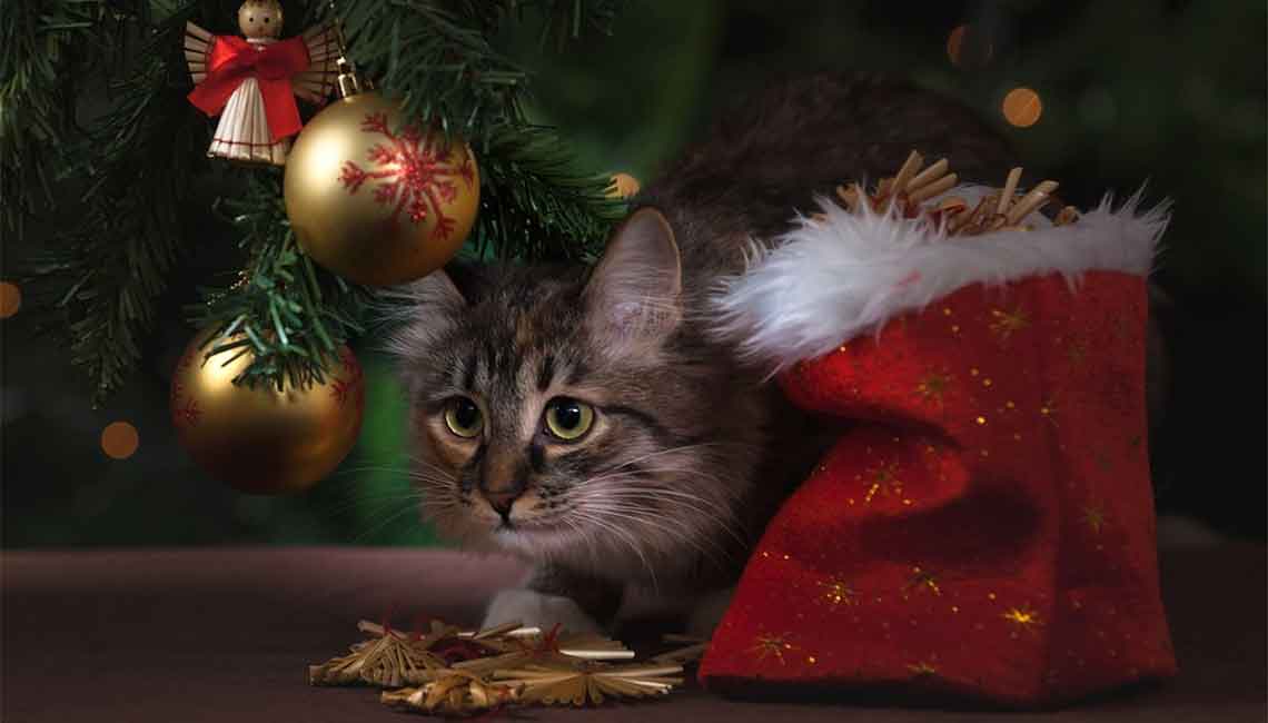 Кошка и Новогодняя елка