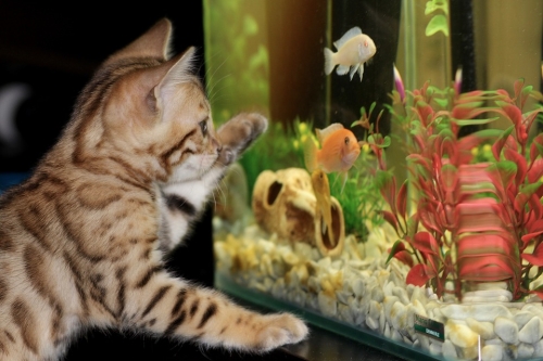 котенок и рыбки в аквариуме